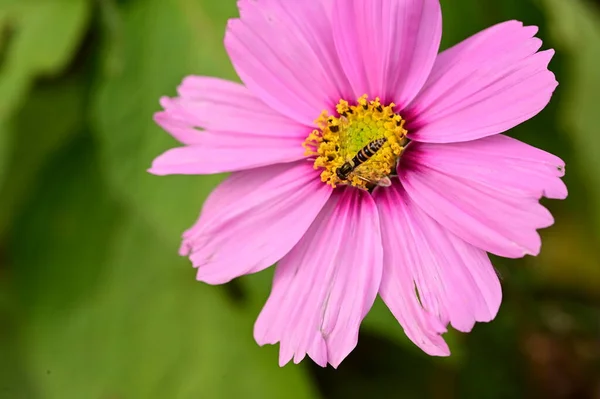 Ape Seduta Fiore Rosa Giardino — Foto Stock