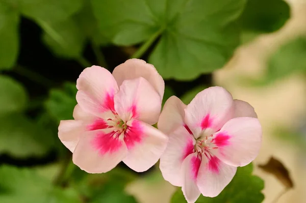 庭の美しい白とピンクの花を間近に見ることができます — ストック写真