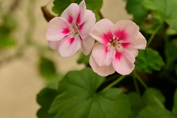花园中美丽的白色和粉色花朵的近景 — 图库照片