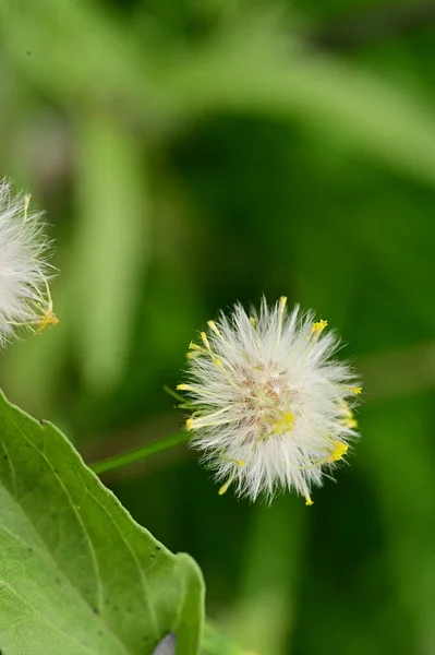 Flauschige Löwenzahnblüten Wachsen Garten — Stockfoto