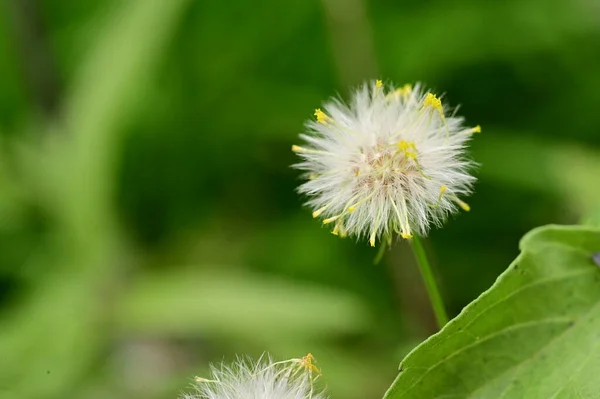 庭で育つふわふわのタンポポの花 — ストック写真