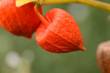 Bahçedeki Physalis bitkisi, yakın görüş.