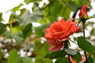 Bahçedeki güzel pembe güller, yaz arkaplanı.