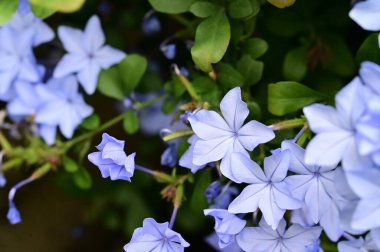 Bahçedeki güzel mavi çiçekleri kapat.