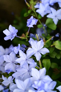 Bahçedeki güzel mavi çiçekleri kapat.