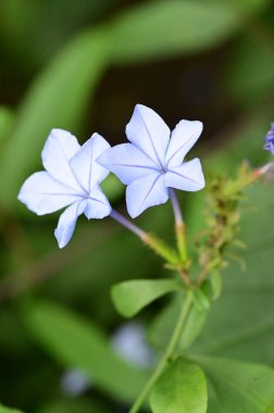 Bahçedeki güzel mavi çiçekleri kapat.