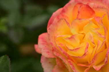 Bahçedeki güzel sarı gül çiçeğinin yakın görüntüsü