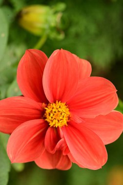 Bahçedeki güzel kırmızı çiçekleri kapat.