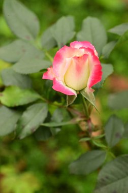 Bahçedeki güzel pembe gül çiçeğinin yakın görüntüsü