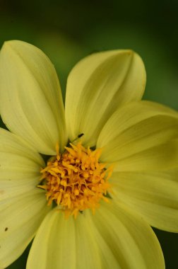 Bahçedeki güzel sarı çiçekleri kapat.