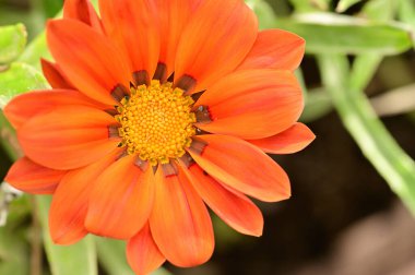 Bahçedeki güzel kırmızı çiçekleri kapat.