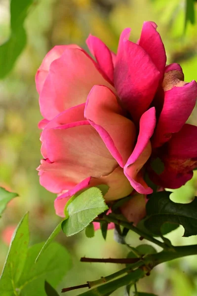 Bliska Widok Piękny Różowy Kwiat Róży Ogrodzie — Zdjęcie stockowe