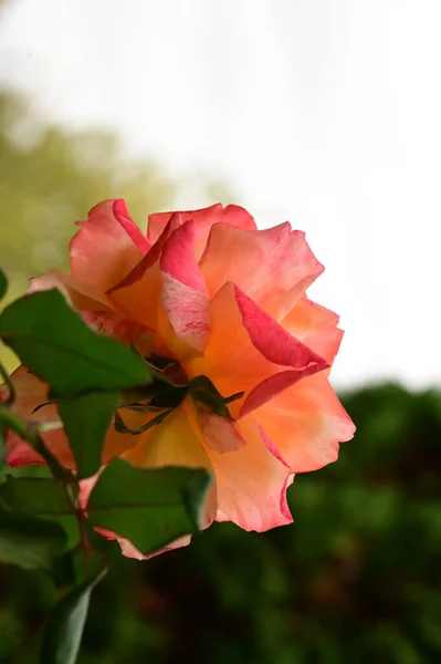 Närbild Vacker Rosa Ros Blomma Trädgården — Stockfoto