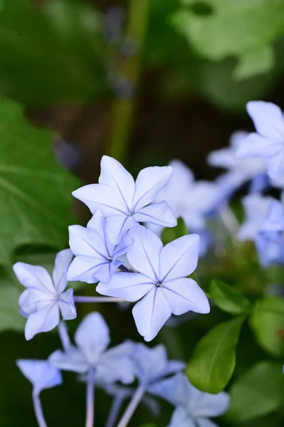 Közeli Kilátás Gyönyörű Kék Virágok Kertben — Stock Fotó