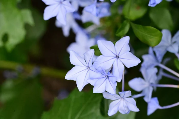 Vista Cerca Hermosas Flores Azules Jardín —  Fotos de Stock
