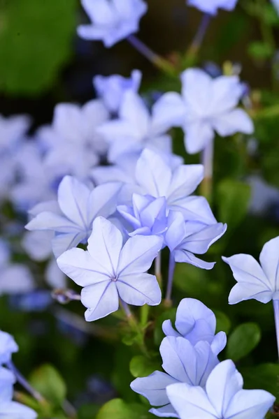 Vue Rapprochée Belles Fleurs Bleues Dans Jardin — Photo