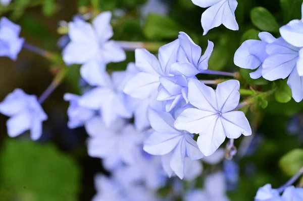 Bliska Widok Pięknych Niebieskich Kwiatów Ogrodzie — Zdjęcie stockowe
