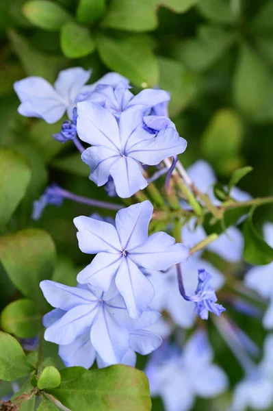 Vista Cerca Hermosas Flores Azules Jardín — Foto de Stock