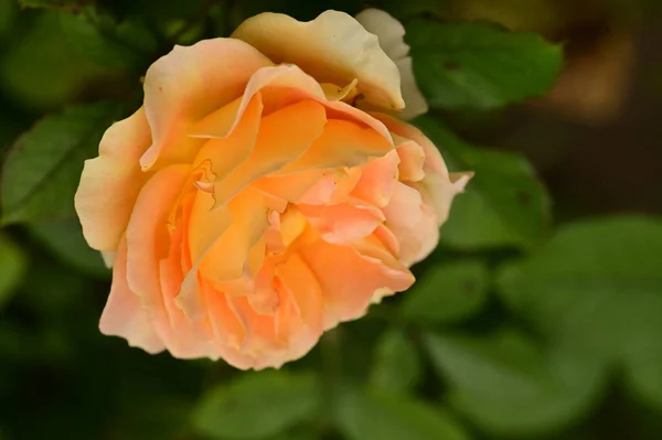 花园里美丽的黄色玫瑰花的近景 — 图库照片