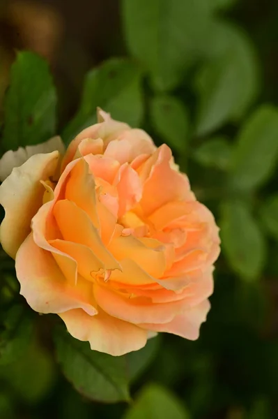 Vista Cerca Hermosa Flor Rosa Amarilla Jardín — Foto de Stock