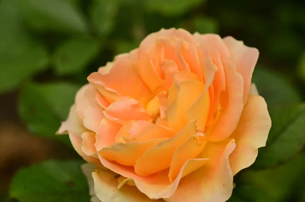 Vista Cerca Hermosa Flor Rosa Amarilla Jardín —  Fotos de Stock