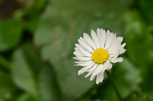 Nahaufnahme Von Schönen Weißen Blumen Garten — Stockfoto