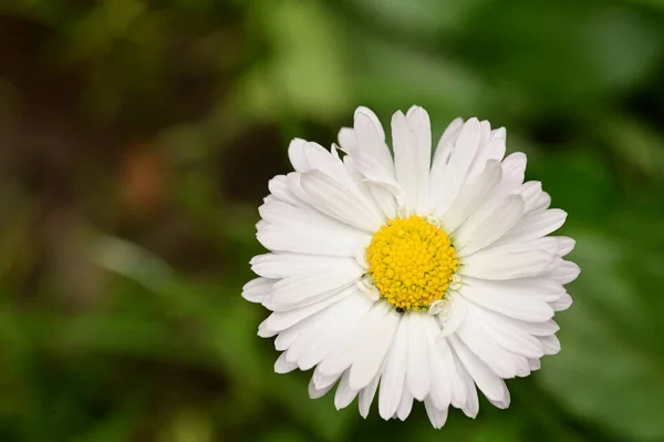 Vue Rapprochée Belles Fleurs Blanches Dans Jardin — Photo