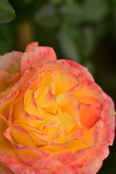 Nahaufnahme Der Schönen Gelben Rosenblüte Garten — Stockfoto