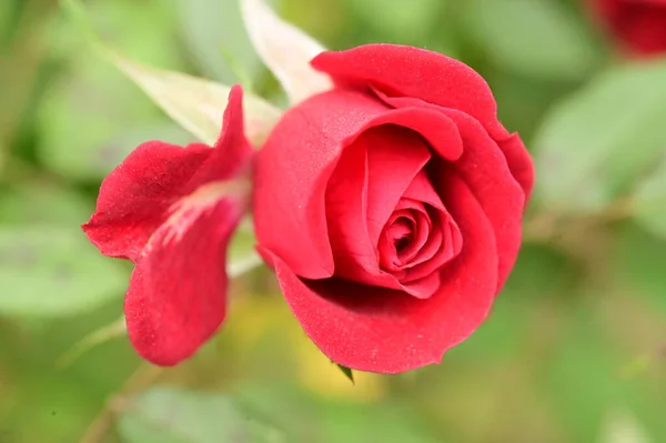 Vista Cerca Hermosa Flor Rosa Roja Jardín — Foto de Stock