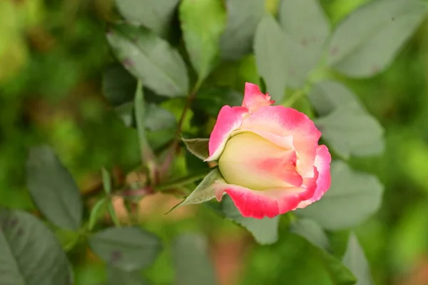 Vista Cerca Hermosa Rosa Rosa Flor Jardín —  Fotos de Stock