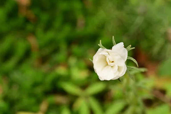 Close View Beautiful White Flowers Garden — Stock Photo, Image