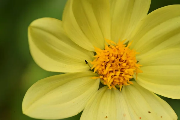 Vista Cerca Hermosas Flores Amarillas Jardín — Foto de Stock