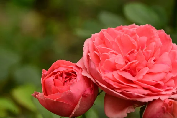 Close Uitzicht Mooie Roze Roos Bloemen Tuin — Stockfoto