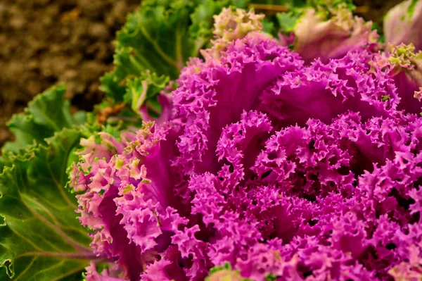 Purple kale cabbage, close up view