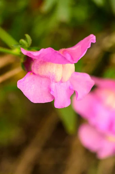 Close View Beautiful Pink Flowers Garden — Stock fotografie