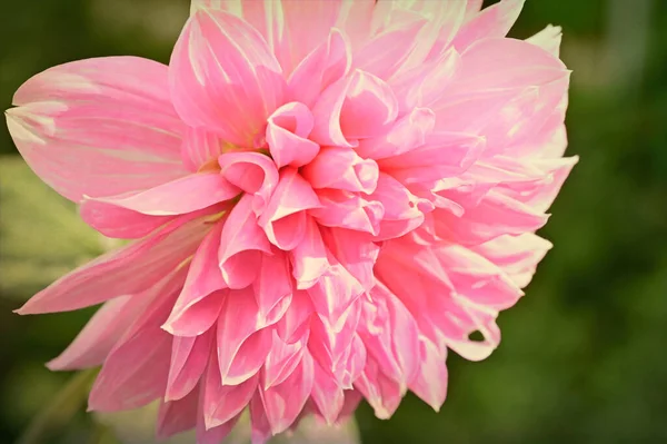 정원에 아름다운 분홍빛 꽃들을 가까이 — 스톡 사진
