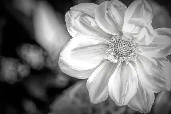 Μαύρο Και Άσπρο Μονόχρωμο Floral Shot Όμορφα Λουλούδια Close View — Φωτογραφία Αρχείου