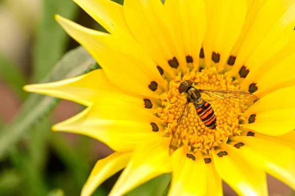 Пчела Сидящая Желтом Цветке Саду — стоковое фото