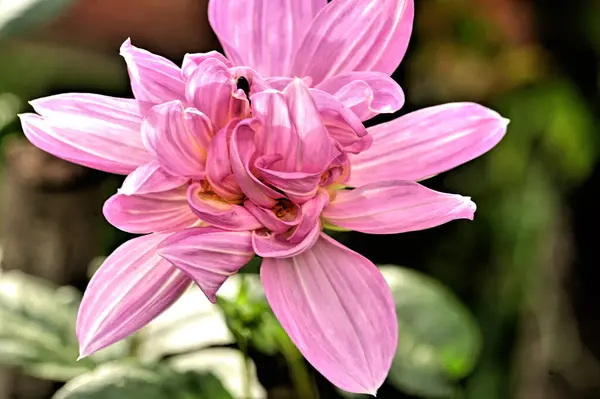 Vue Rapprochée Belles Fleurs Roses Dans Jardin — Photo