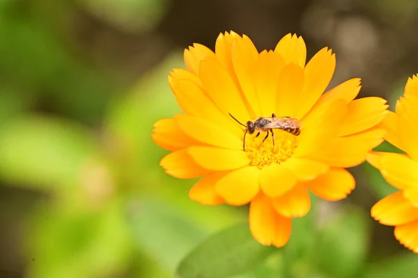 Biene Sitzt Auf Einer Orangefarbenen Blume Garten — Stockfoto