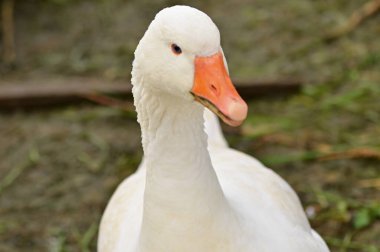 Bahçede beyaz kaz kafası