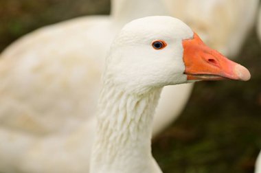 Bahçede beyaz kaz kafası