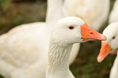 Bahçedeki beyaz kazların manzarasını kapat.