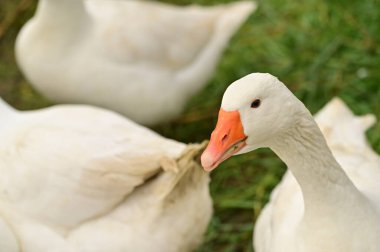 Bahçedeki beyaz kazların manzarasını kapat.