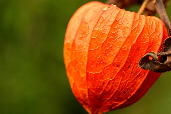 Physalis Pflanze Garten Nahsicht — Stockfoto