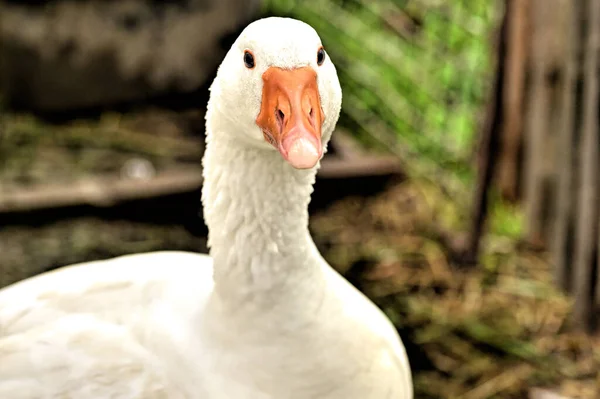 Weiße Gänseköpfe Garten — Stockfoto