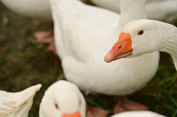 Nahaufnahme Weißer Gänse Garten — Stockfoto