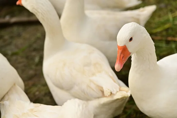 Close View White Geese Garden Stock Picture