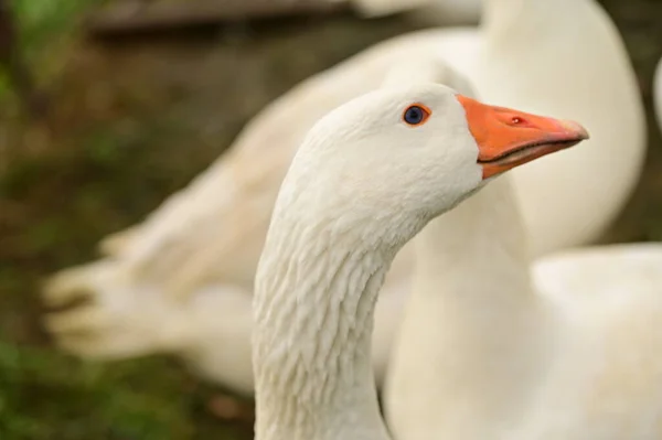 Close View White Geese Garden Royalty Free Stock Images