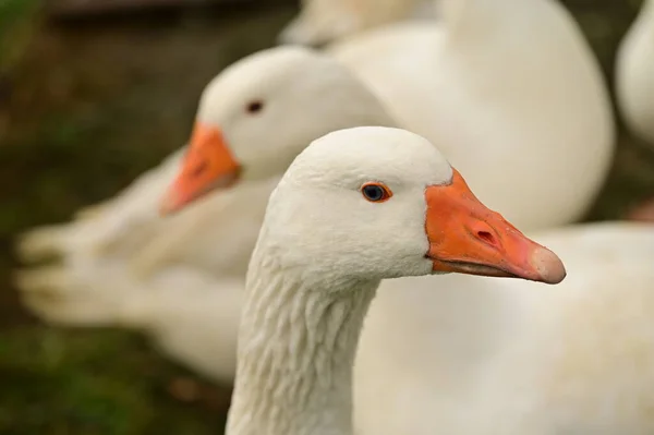 Close View White Geese Garden Stock Image